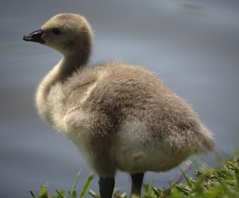 Canada Goose gosling