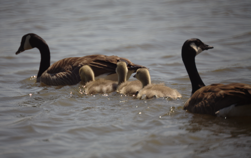 Canada Goose goslings