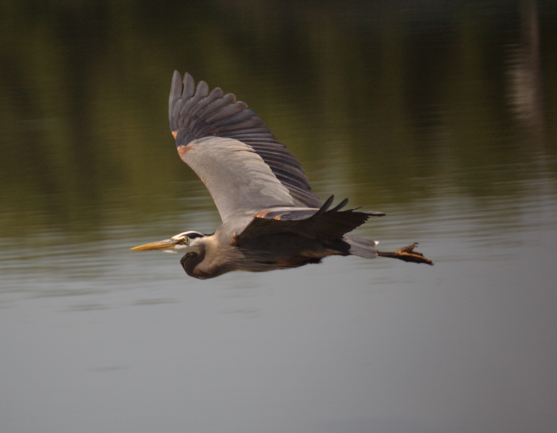 Great Blue Heron