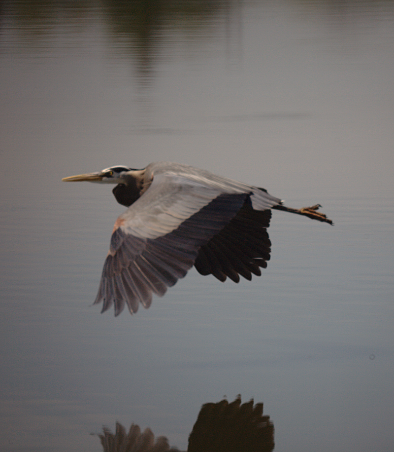 Great Blue Heron