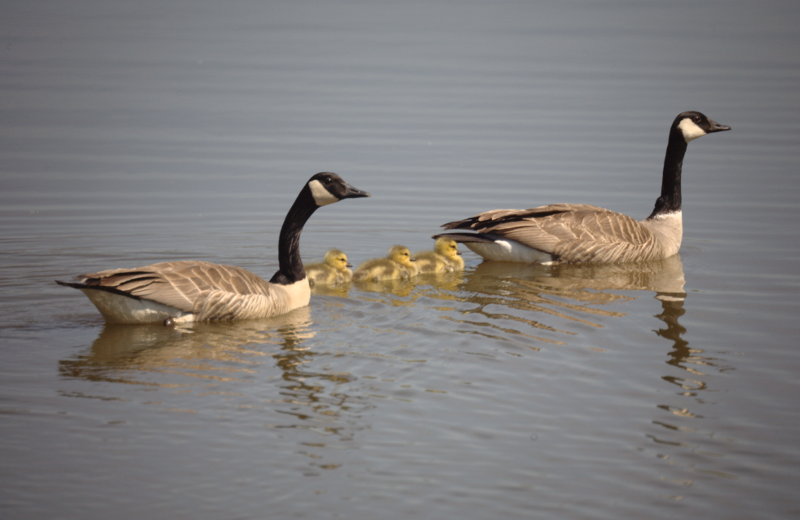 Canada Goose goslings