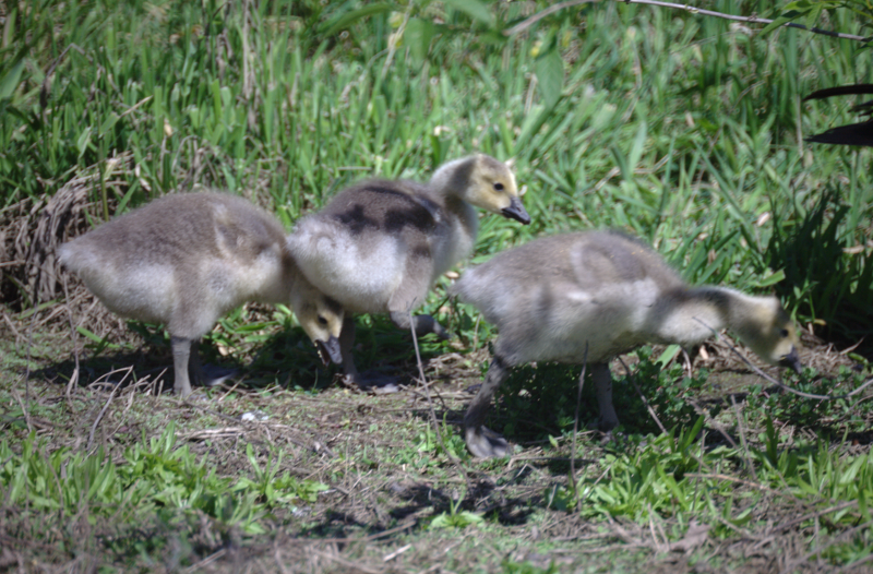 Canada Goose goslings