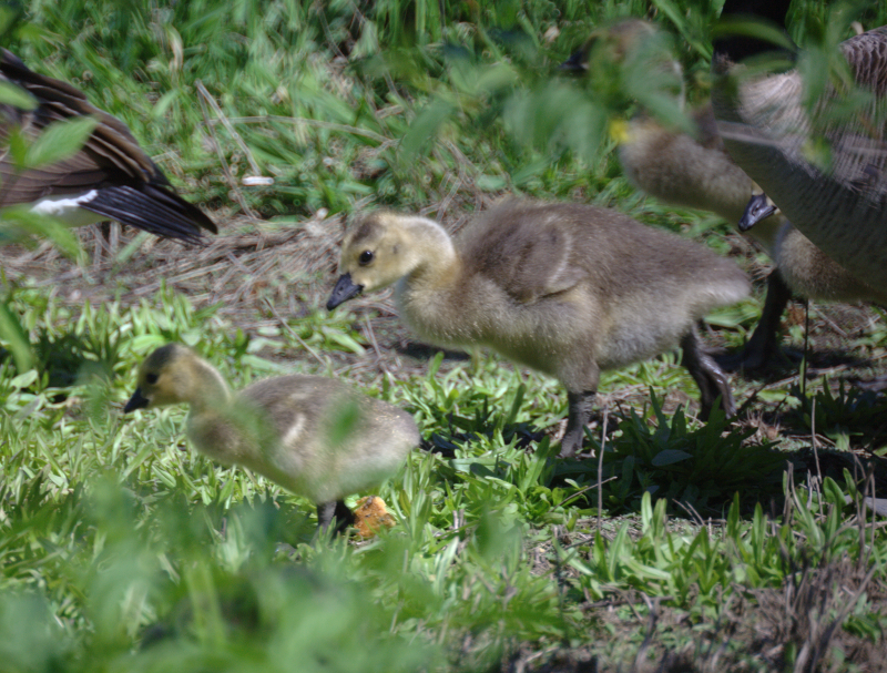 Canada Goose goslings