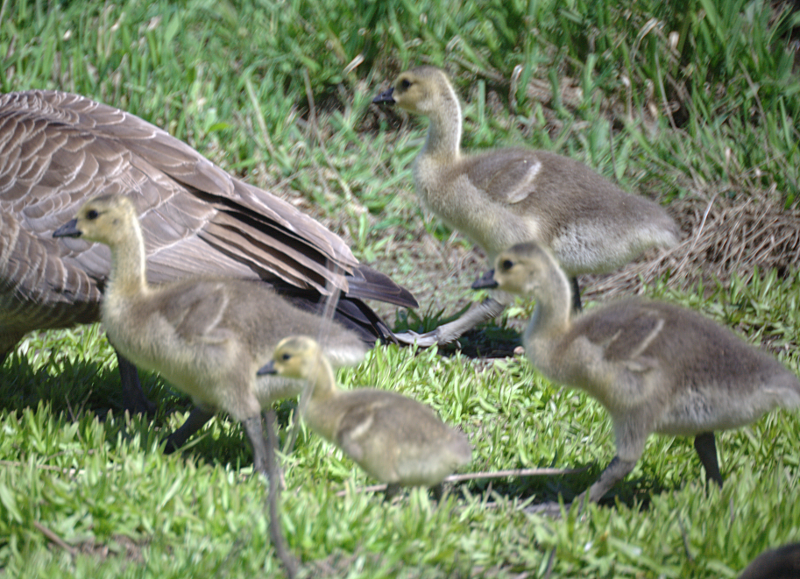Canada Goose goslings