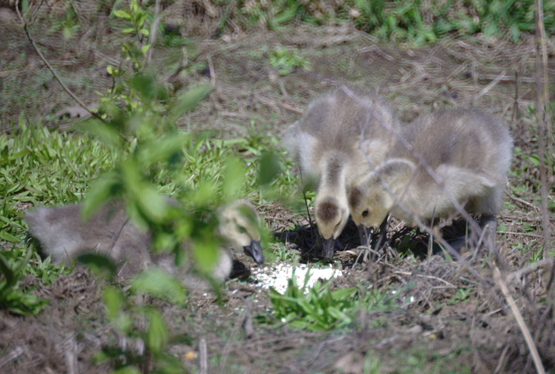Canada Goose goslings