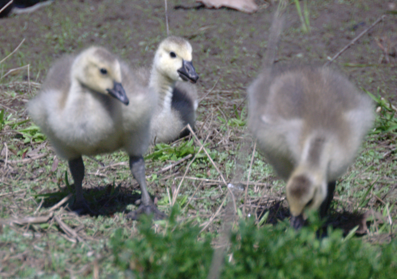 Canada Goose goslings
