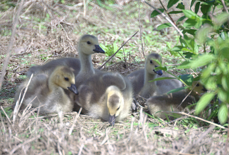 Canada Goose goslings