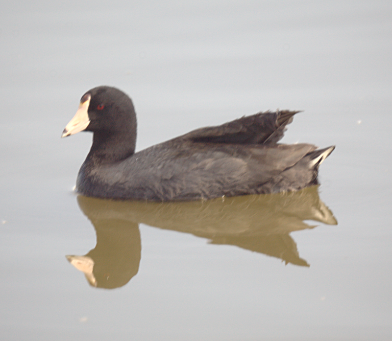 Canada Goose goslings
