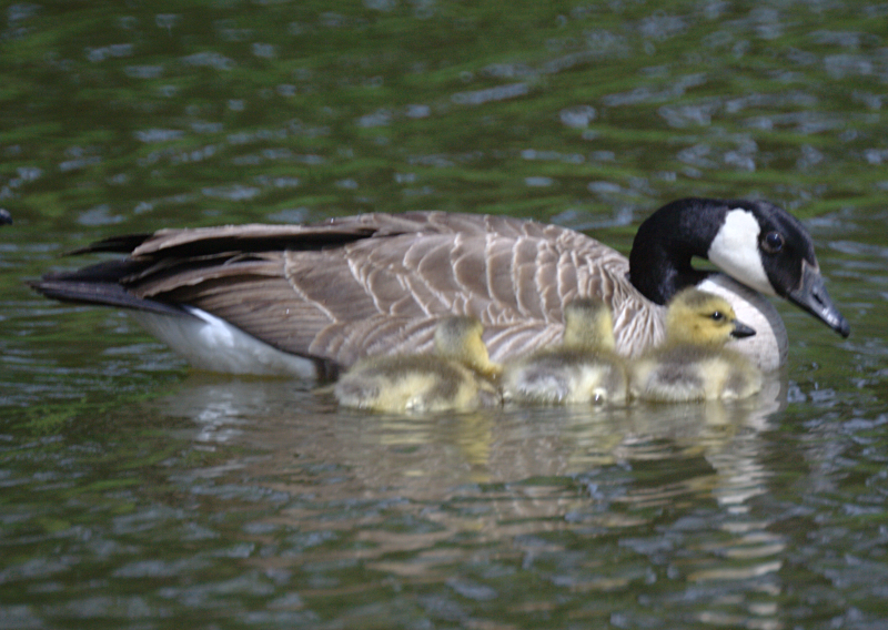 Canada Goose goslings