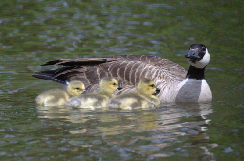 Canada Goose goslings