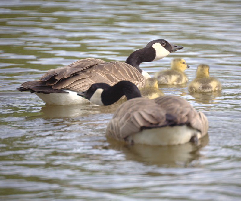 Canada Goose goslings