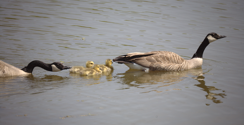 Canada Goose goslings