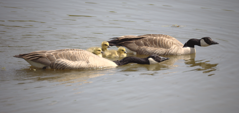 Canada Goose goslings