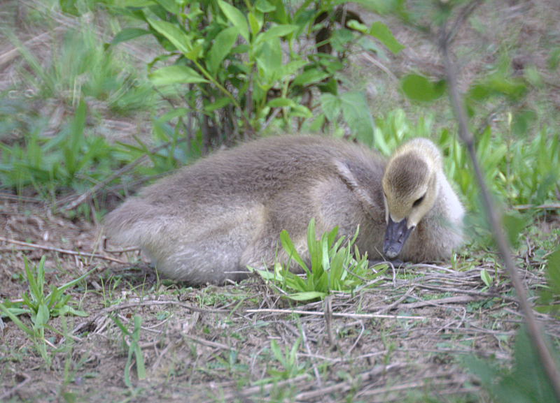 Canada Goose goslings