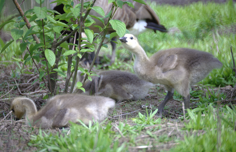 Canada Goose goslings