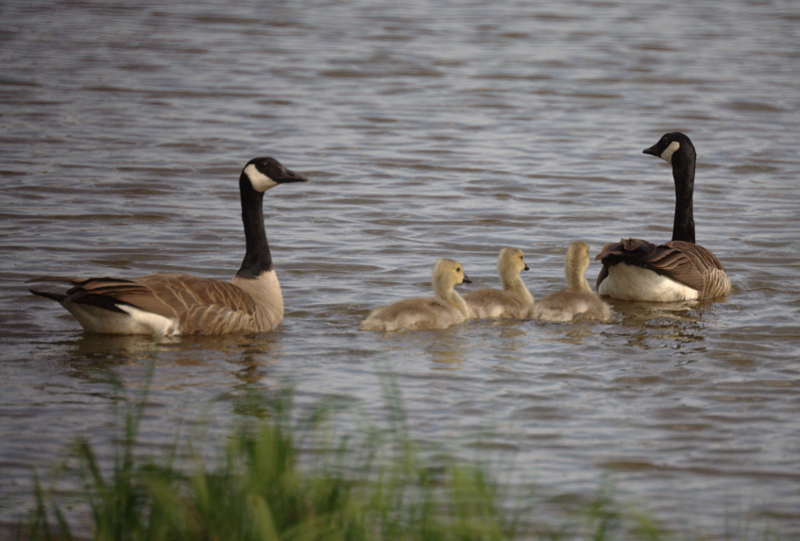 Canada Goose goslings