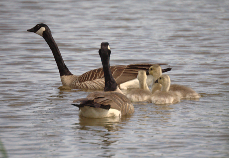 Canada Goose goslings