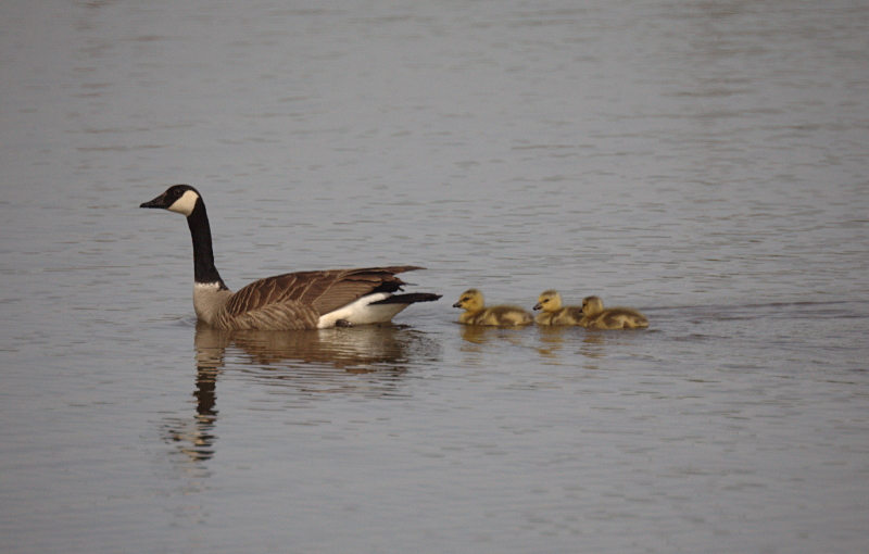 Canada Goose goslings