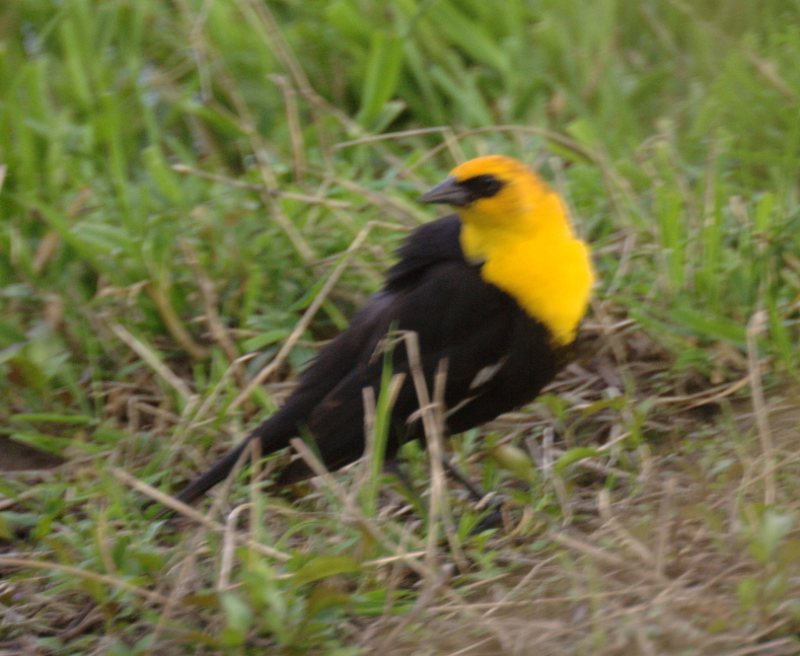 Canada Goose goslings