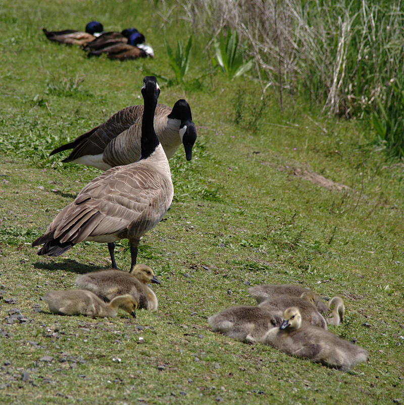 Canada Goose goslings