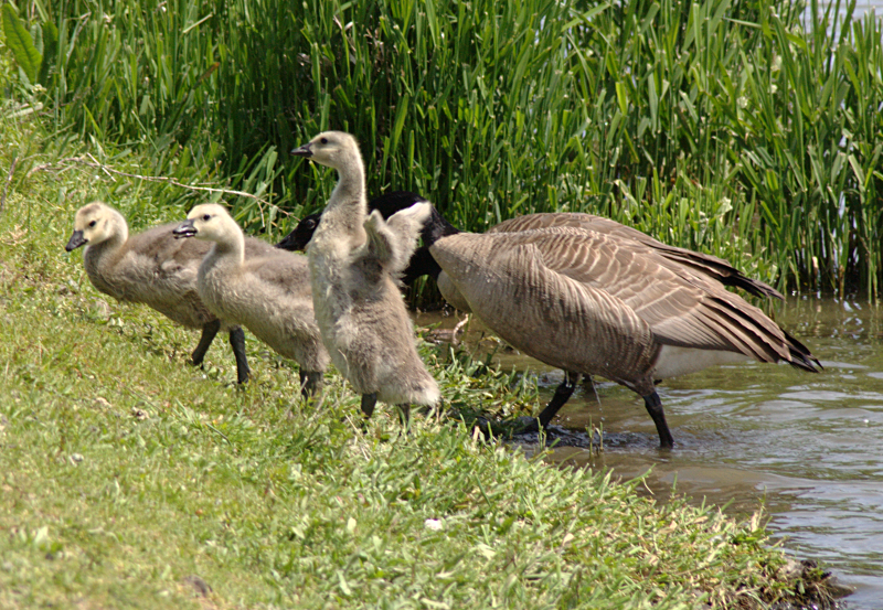Canada Goose goslings