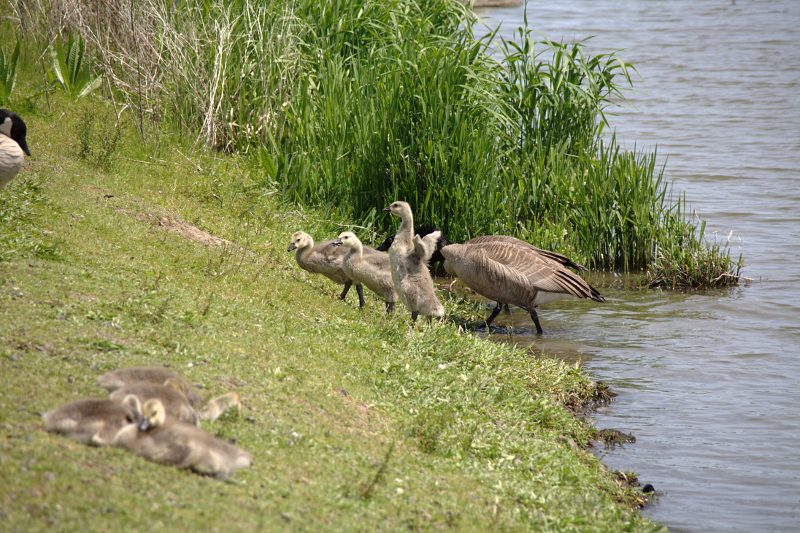 Canada Goose goslings