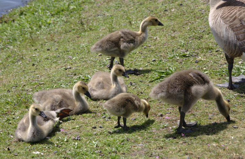 Canada Goose goslings