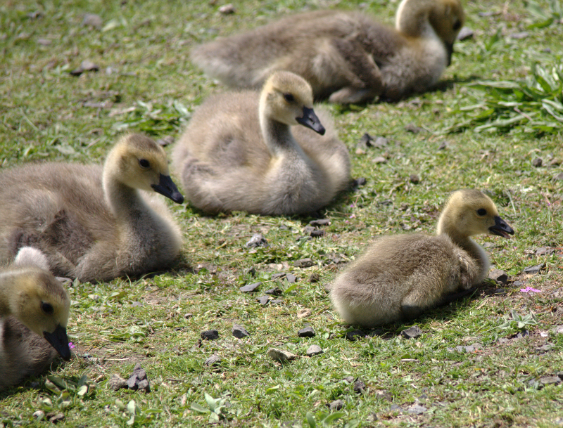 Canada Goose goslings
