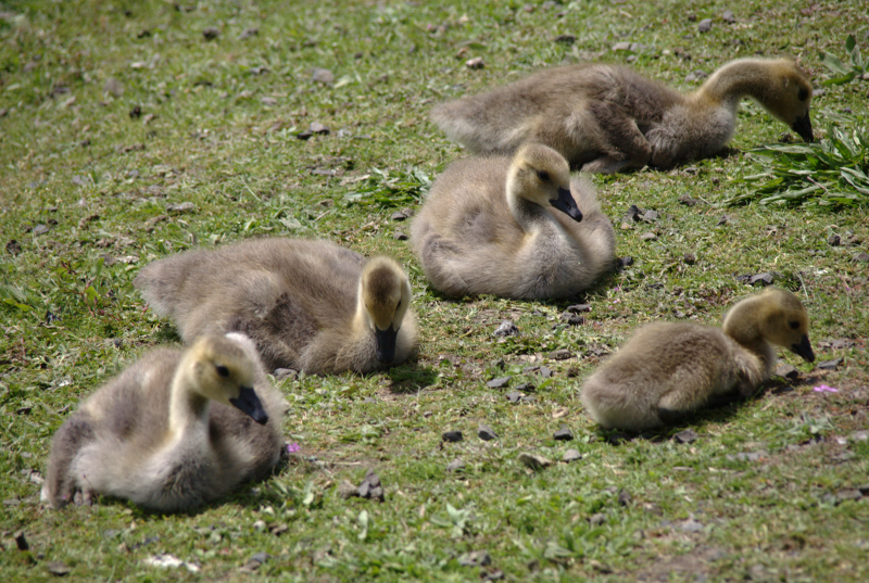 Canada Goose goslings