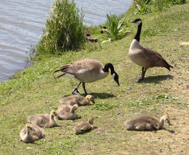 Canada Goose goslings