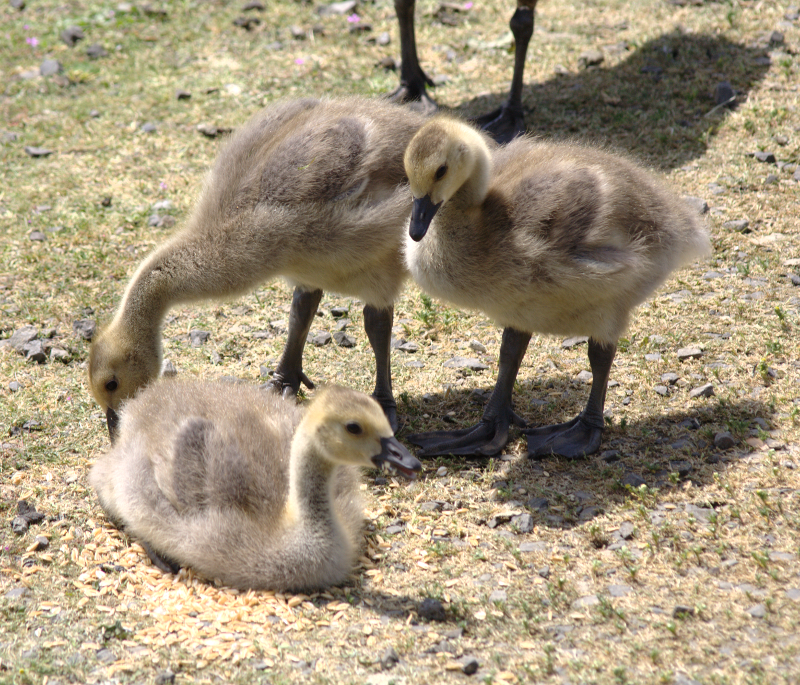 Canada Goose goslings