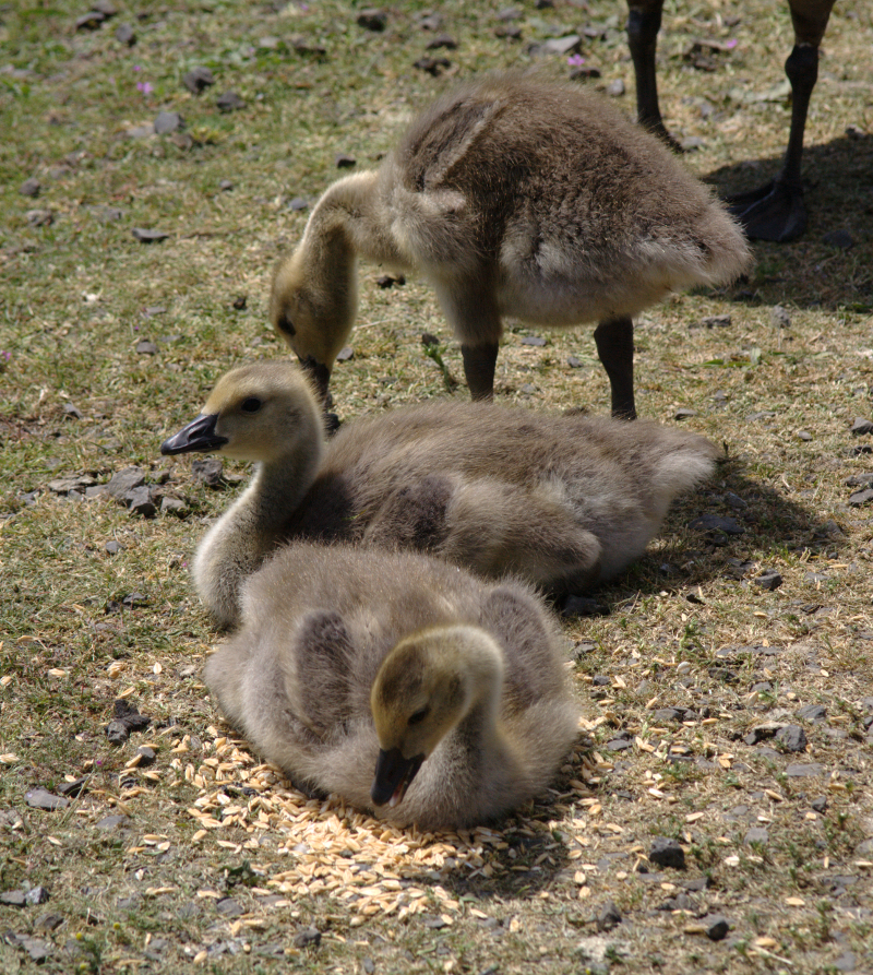 Canada Goose goslings