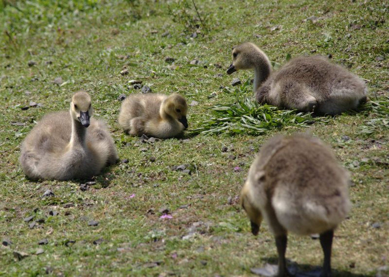 Canada Goose goslings