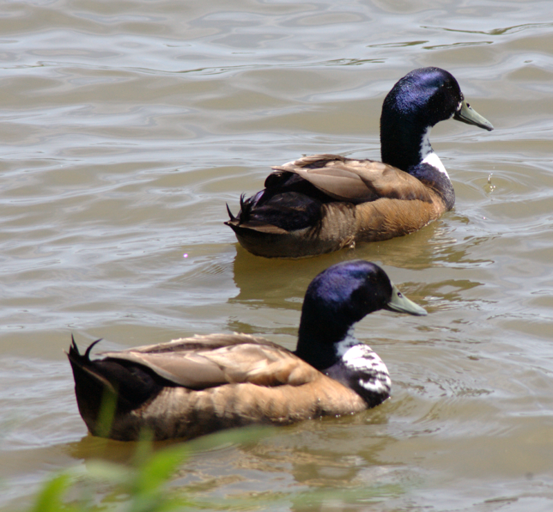 Canada Goose goslings