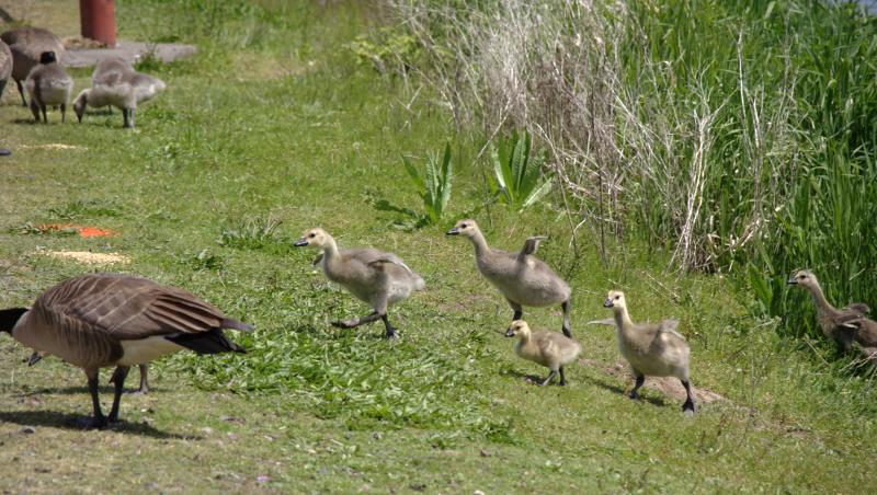 Canada Goose goslings