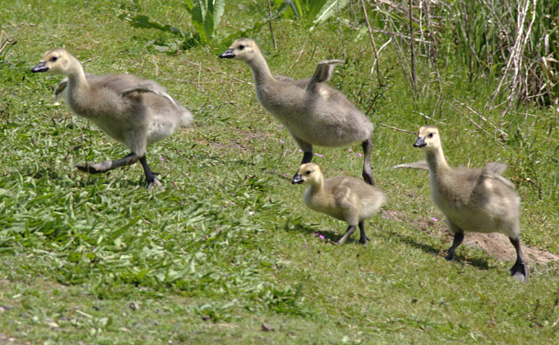 Canada Goose goslings