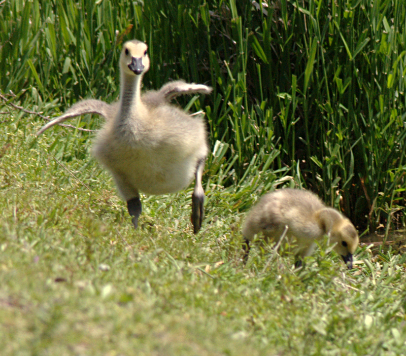 Canada Goose goslings