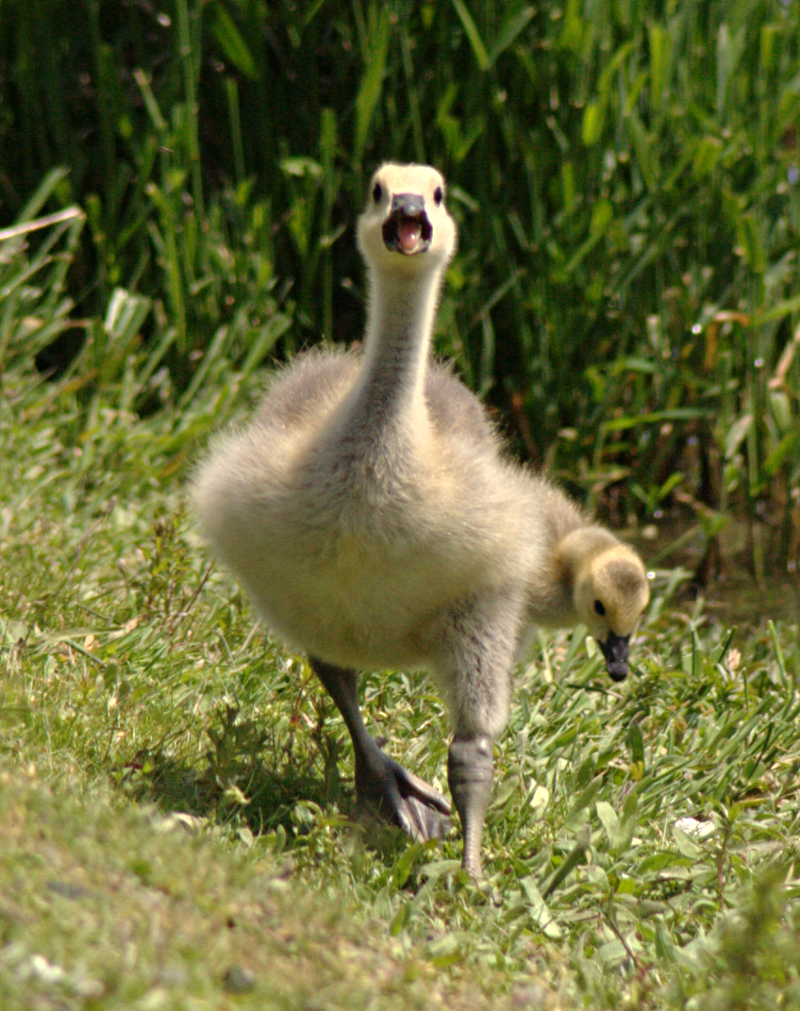 Canada Goose goslings
