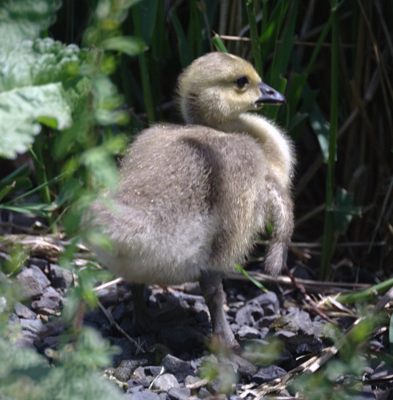 Canada Goose goslings