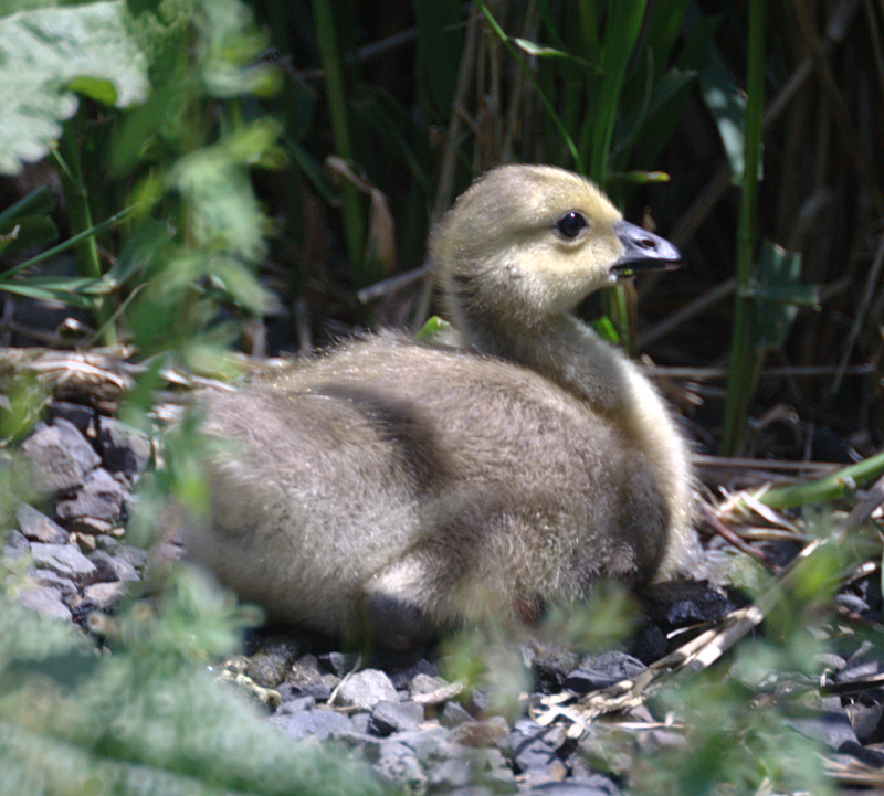 Canada Goose goslings