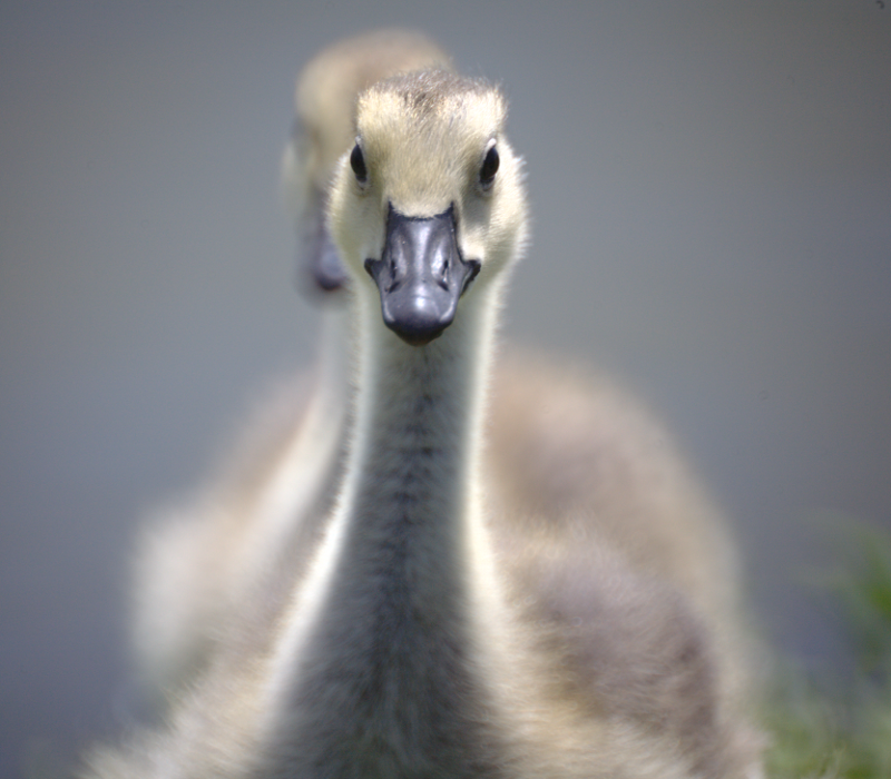 Canada Goose goslings