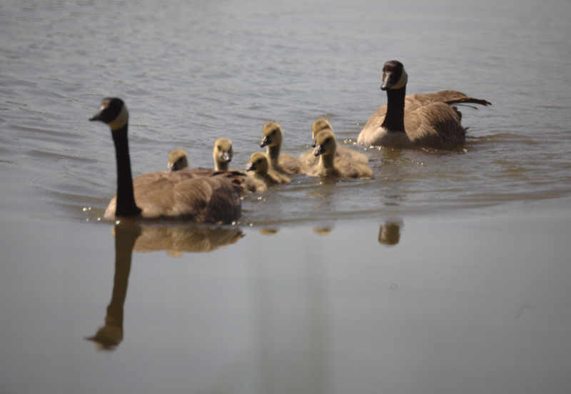 Canada Goose goslings