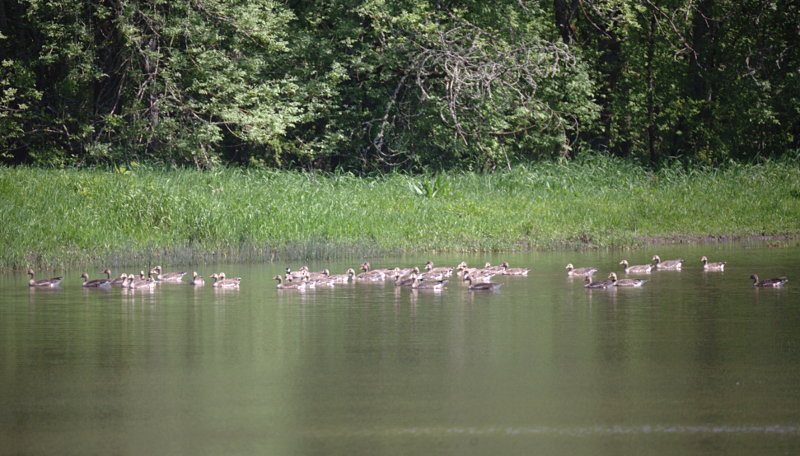 White-fronted Geese