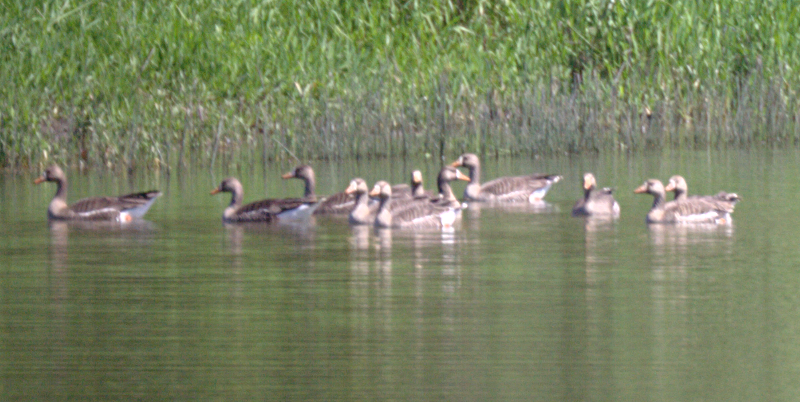 White-fronted Geese