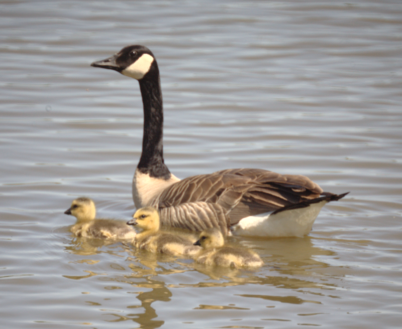 Canada Goose goslings