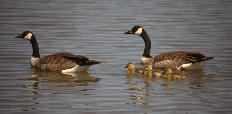 Canada Goose goslings
