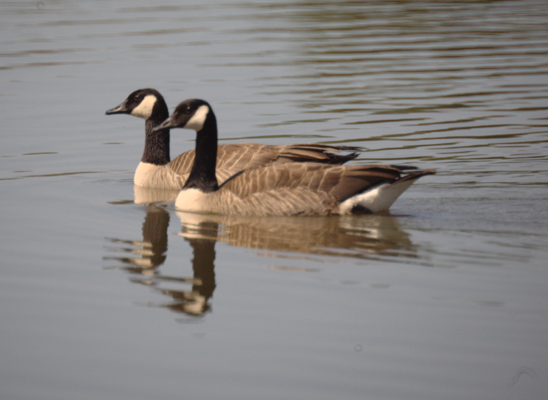 Canada Goose couple