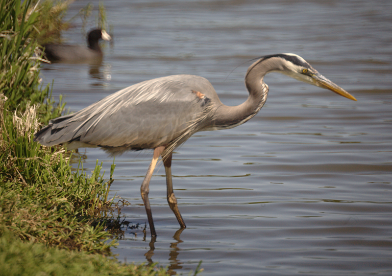 Great Blue Heron