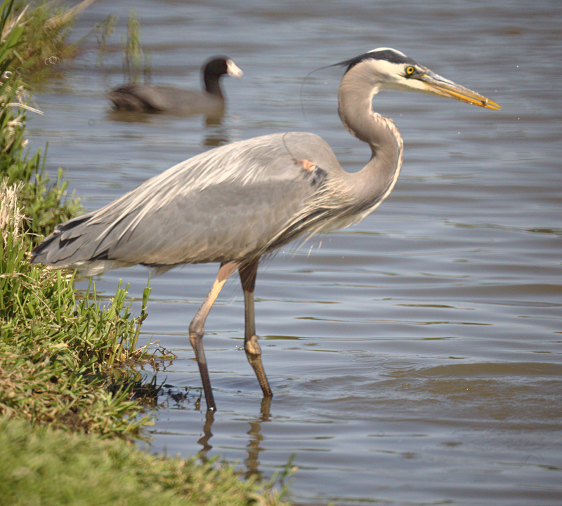 Great Blue Heron
