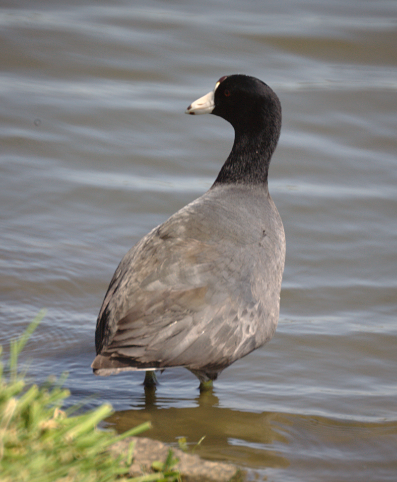 Canada Goose goslings